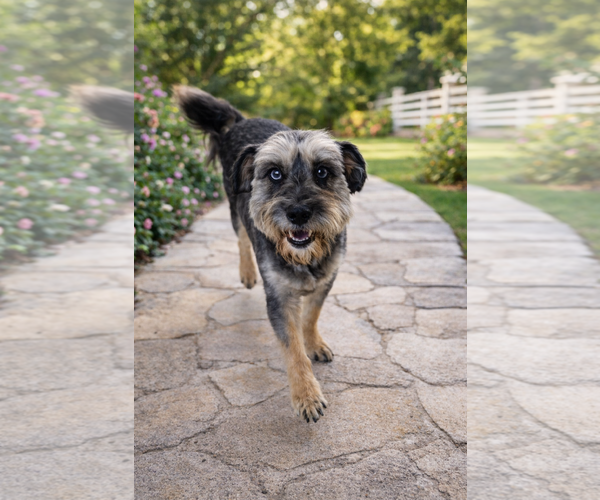 Medium Photo #1 Mutt Puppy For Sale in Menifee, CA, USA