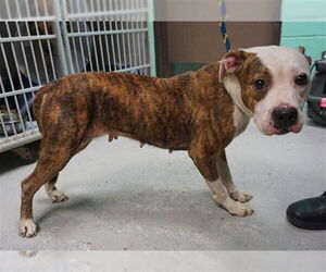 American Pit Bull Terrier-Unknown Mix Dogs for adoption in Ocala, FL, USA