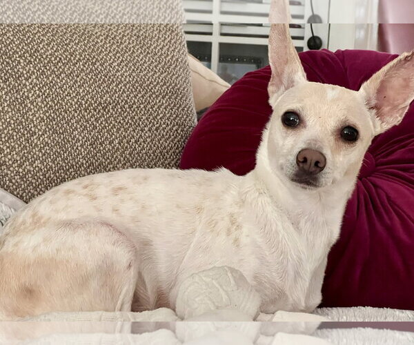 Medium Photo #2 Chihuahua-Unknown Mix Puppy For Sale in Minneapolis, MN, USA