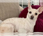 Small #1 Chihuahua Mix