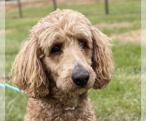 Trooper Dec 24 - Male Goldendoodle Dog for Adoption - Photo #7