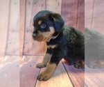Small Photo #2 Rottweiler Puppy For Sale in BONAPARTE, IA, USA