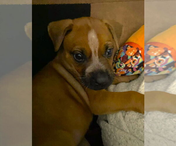 Medium Photo #1 Mutt Puppy For Sale in Holly Springs, NC, USA