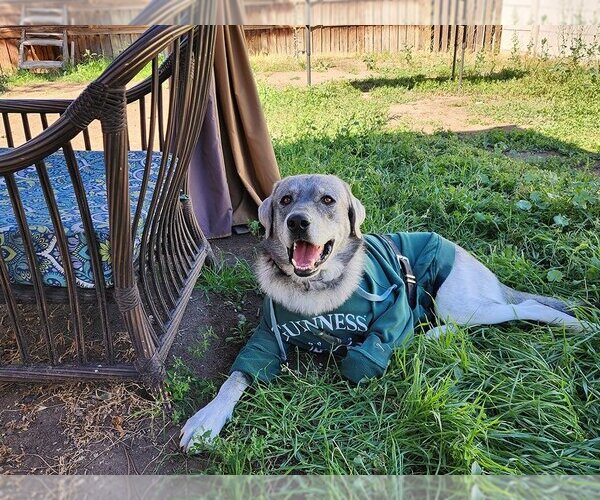 Medium Photo #6 Great Pyrenees-Huskies  Mix Puppy For Sale in Salt Lake City, UT, USA