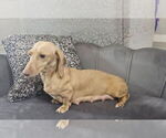 Small Photo #1 Dachshund Puppy For Sale in OCALA, FL, USA