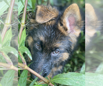 Small Photo #308 German Shepherd Dog Puppy For Sale in WELLINGTON, FL, USA