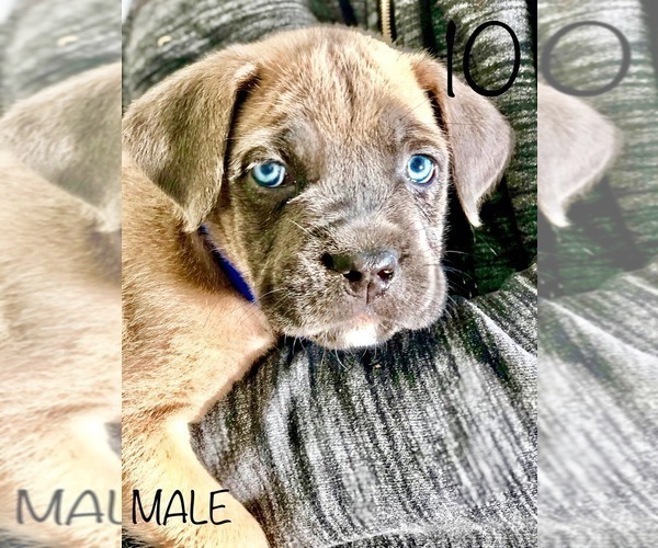 Medium Photo #10 Cane Corso Puppy For Sale in HESPERIA, CA, USA