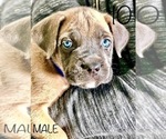 Small Photo #10 Cane Corso Puppy For Sale in HESPERIA, CA, USA