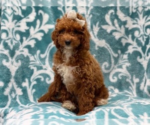 Cavapoo Puppy for sale in LAKELAND, FL, USA