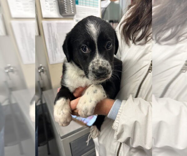Medium Photo #2 Mutt Puppy For Sale in Lawrenceville, NJ, USA