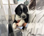 Small #1 Mutt
