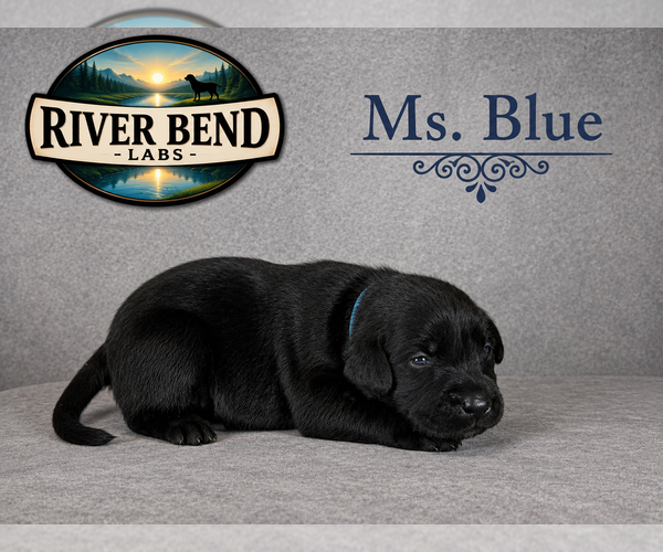 Medium Photo #2 Labrador Retriever Puppy For Sale in WHITNEY, TX, USA
