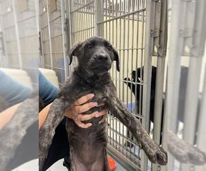 Labrador Retriever-Unknown Mix Dogs for adoption in Santa Cruz, CA, USA