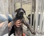 Small Labrador Retriever Mix