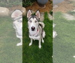 Small #1 Siberian Husky Mix