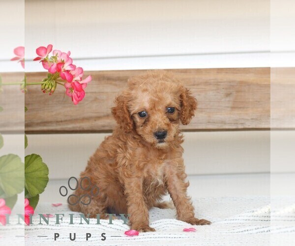 Medium Photo #3 Poodle (Miniature) Puppy For Sale in GAP, PA, USA