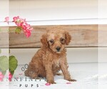 Small #2 Poodle (Miniature)