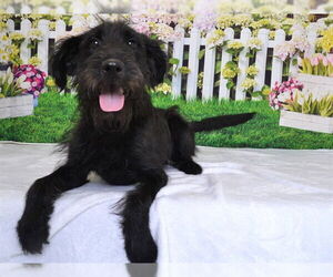 Miniature Schnauzer-Unknown Mix Dogs for adoption in Oroville, CA, USA