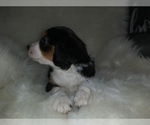 Small Photo #4 Australian Shepherd-Cavalier King Charles Spaniel Mix Puppy For Sale in HOWLAND, OH, USA