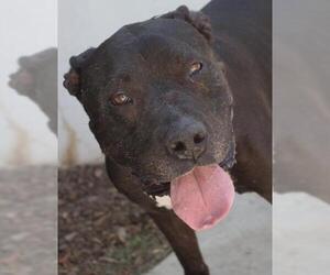 American Pit Bull Terrier Dogs for adoption in Tracy, CA, USA