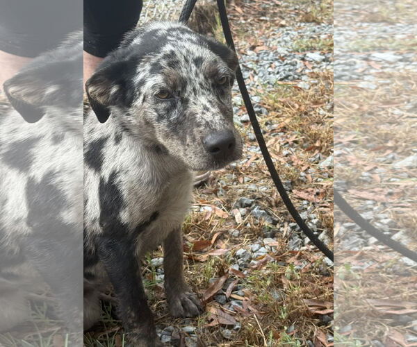 Medium Photo #1 Catahoula Leopard Dog-Unknown Mix Puppy For Sale in Albemarle, NC, USA