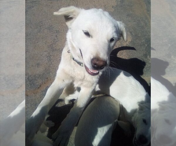 Medium Photo #10 Mutt Puppy For Sale in Apple Valley, CA, USA