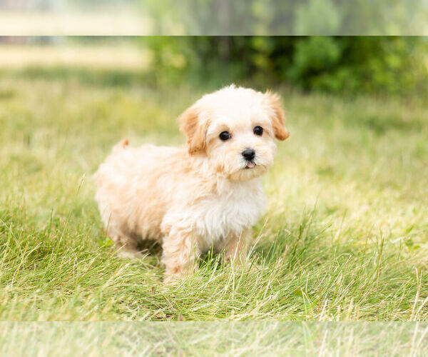 Medium Photo #11 Maltipoo Puppy For Sale in WARSAW, IN, USA