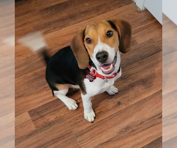 Medium Photo #11 Beagle Puppy For Sale in Las Vegas, NV, USA