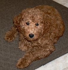 Australian Labradoodle Puppy for sale in WINDSOR, CT, USA