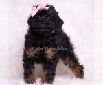 Small #1 Poodle (Miniature)