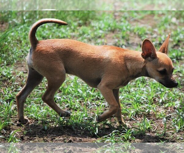 Medium Photo #11 Chihuahua-Unknown Mix Puppy For Sale in Spring, TX, USA