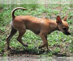 Small Photo #11 Chihuahua-Unknown Mix Puppy For Sale in Spring, TX, USA