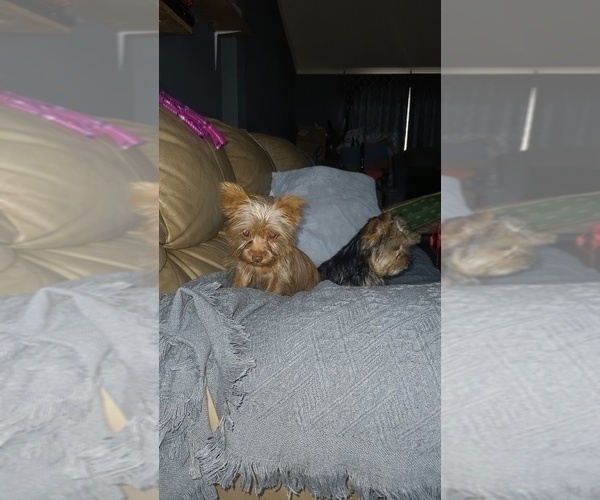 Medium Photo #4 Yorkshire Terrier Puppy For Sale in BENSON, NC, USA