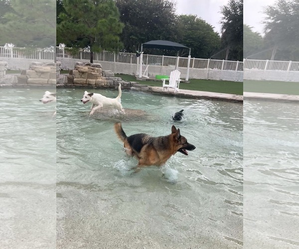 Medium Photo #2 German Shepherd Dog Puppy For Sale in Plantation, FL, USA