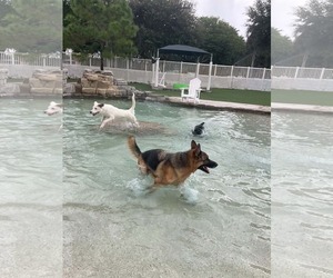 Koda 3180 - Male German Shepherd Dog Dog for Adoption - Photo #2