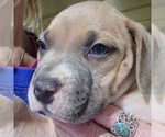Small Photo #6 American Bully Puppy For Sale in WILLIAMSVILLE, IL, USA
