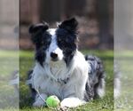 Small #2 Border Collie