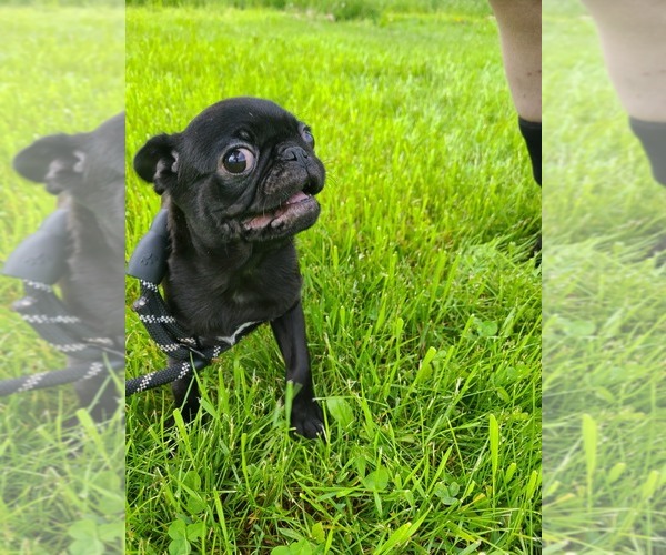 Medium Photo #1 Pug Puppy For Sale in LYNDON CENTER, VT, USA