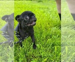 Puppy Chance Pug