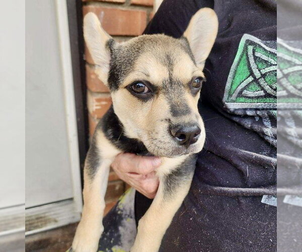 Medium Photo #7 French Bullhuahua Puppy For Sale in Mesa, AZ, USA