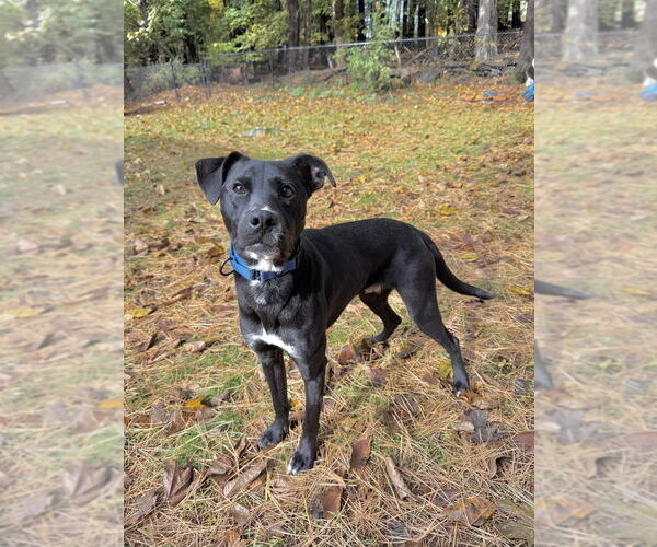 Medium Photo #9 Labrador Retriever-Unknown Mix Puppy For Sale in Boston, MA, USA