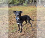 Small #8 Labrador Retriever Mix