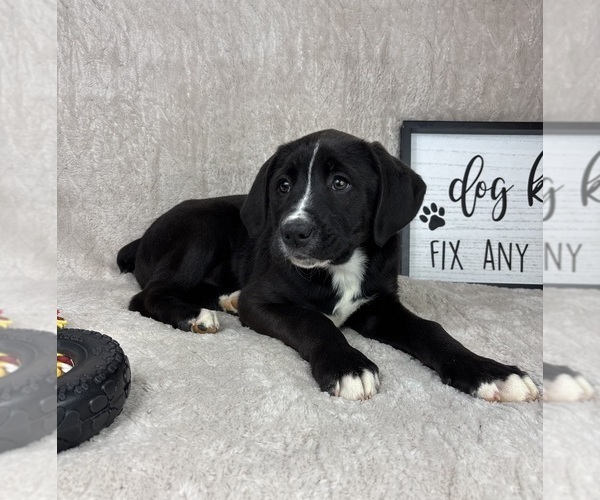 Medium Photo #6 Boxador Puppy For Sale in FRANKLIN, IN, USA