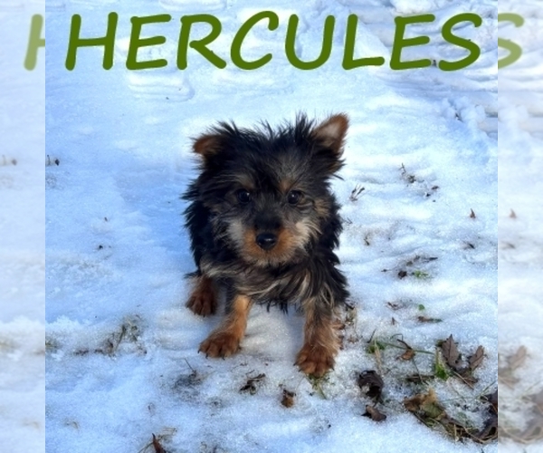 Medium Photo #2 YorkiePoo Puppy For Sale in HARTLAND, MN, USA