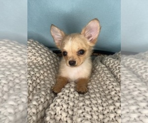 Chihuahua Puppy for sale in CHARLOTTE, NC, USA