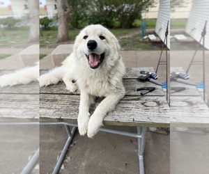 Father of the Ausky-Great Pyrenees Mix puppies born on 05/06/2026