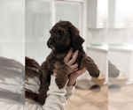 Small #2 Labradoodle