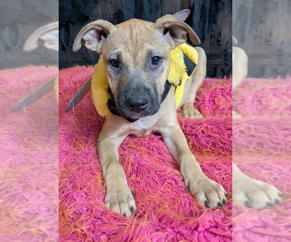 Medium Photo #7 American Pit Bull Terrier-Labrador Retriever Mix Puppy For Sale in Brewster, NY, USA