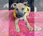 Small #6 American Pit Bull Terrier-Labrador Retriever Mix