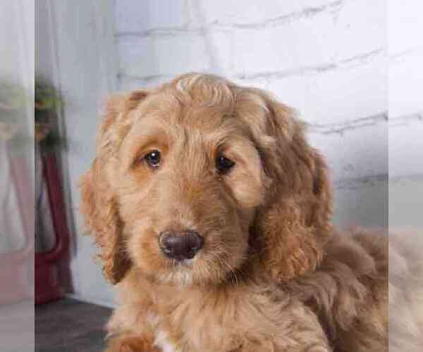 Medium Photo #1 Goldendoodle Puppy For Sale in RED LION, PA, USA